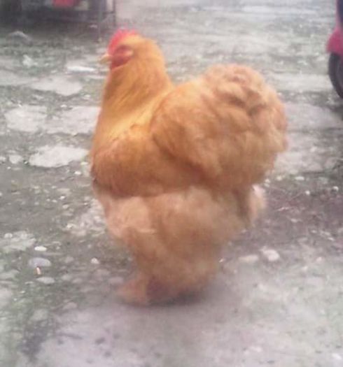 FB_IMG_1459150794326