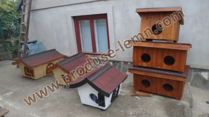 DSC00541