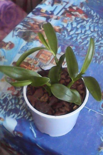 IMG_20160328_084021 - florile mele dragi