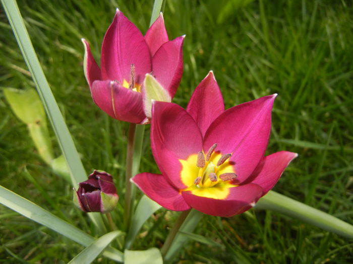 Tulipa Persian Pearl (2016, March 27) Tulipa Persian Pearl (2016, March 27)