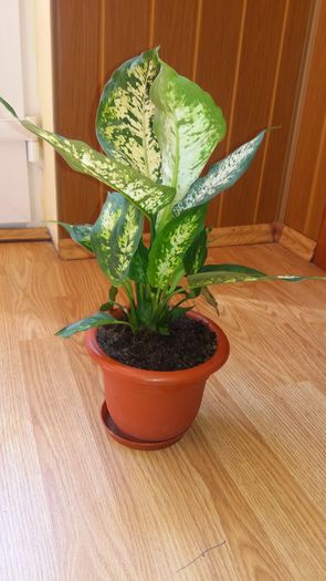 Dieffenbachia