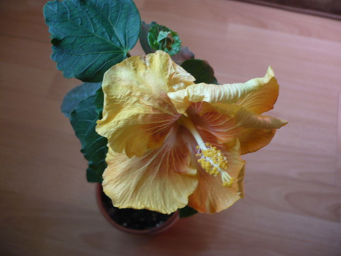 Moorea Sagitarius x Moorea Shadow Shadow