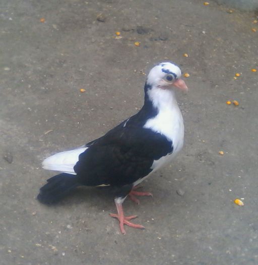 din moriscari