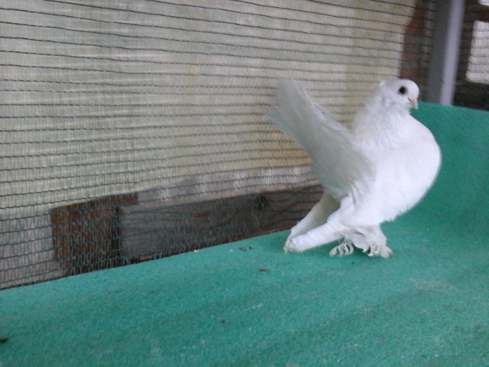 M Duca Mops, 250 lei