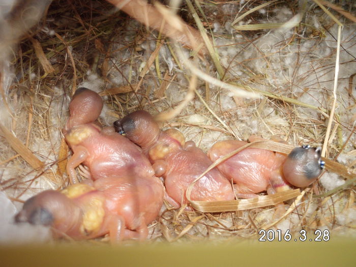 perechea 2 ...evolutie...