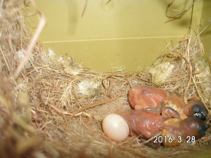 per 1 ...am mai crescut...