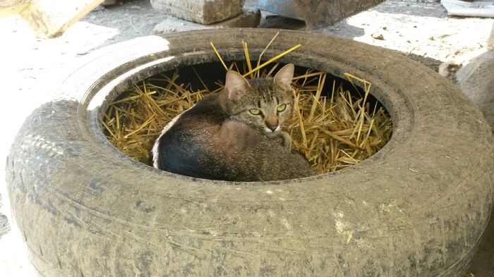 mi-a mai căzut o cloșcă - Start 2016