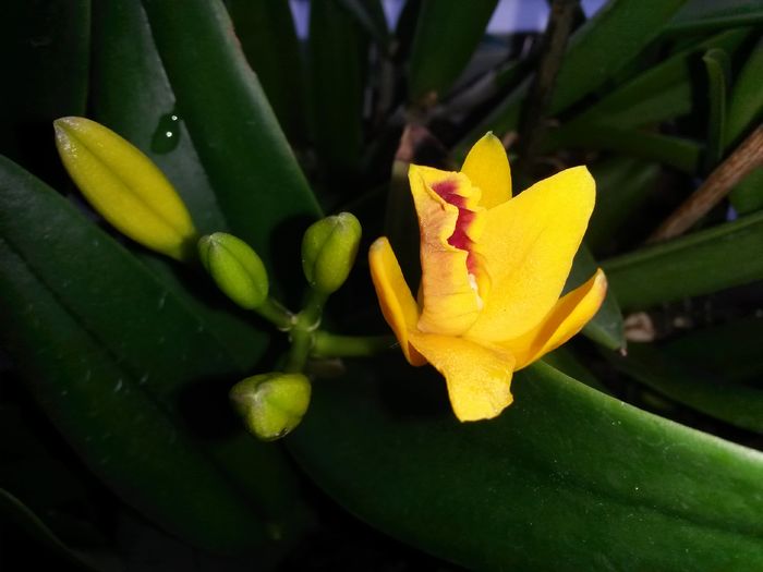 cattleya shinfong little sun golden boy rth. 2016.03.27 1 - catt 2016