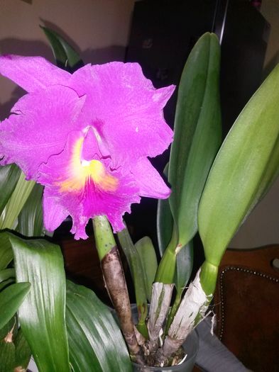 cattleya pink empress blc. 2016.03.21 2 - catt 2016