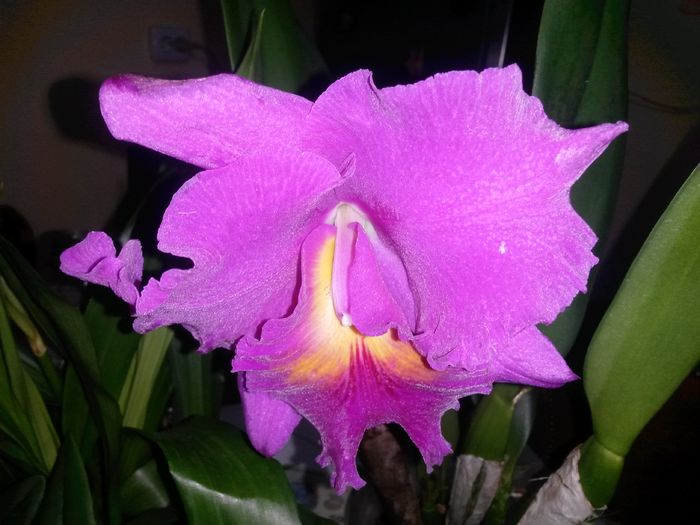 cattleya pink empress blc. 2016.03.21 1 - catt 2016