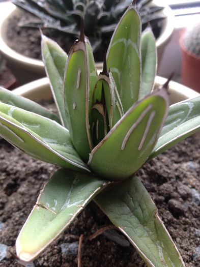 Agava victoria reginae