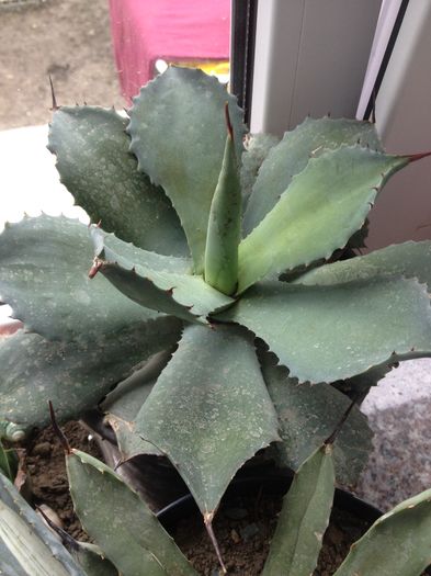  - Colectia mea de agave