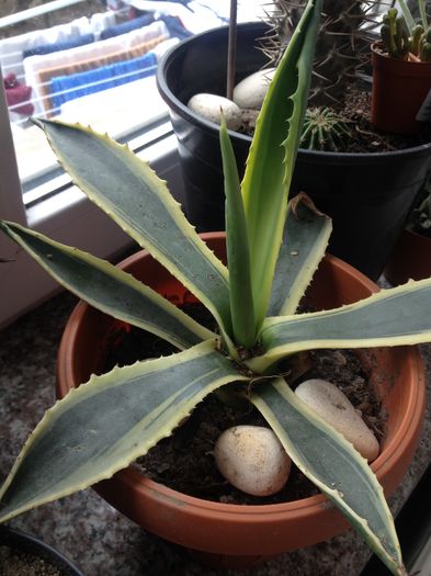  - Colectia mea de agave