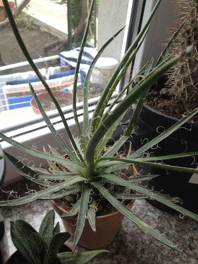  - Colectia mea de agave