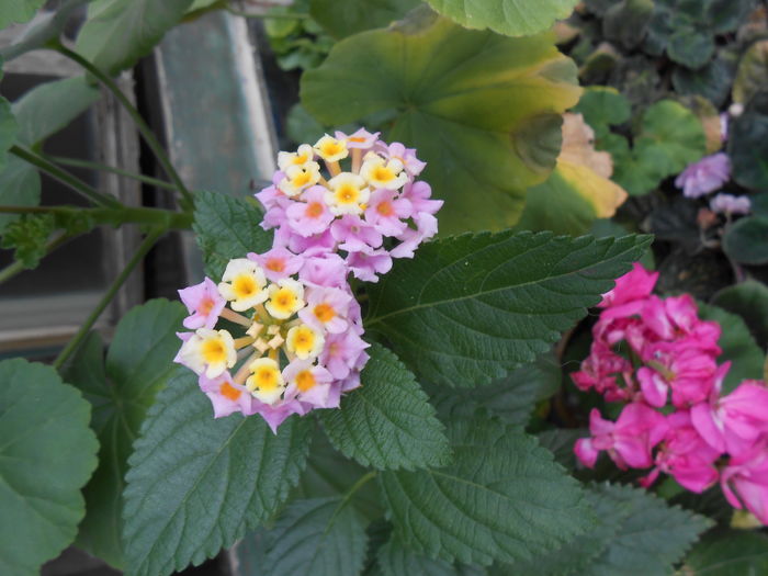 Lantana - Lantana de la Kerkyra