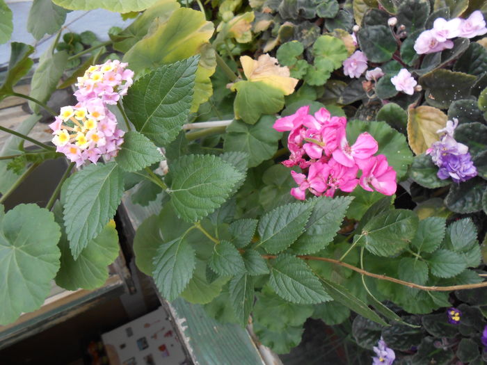 Lantana - Lantana de la Kerkyra