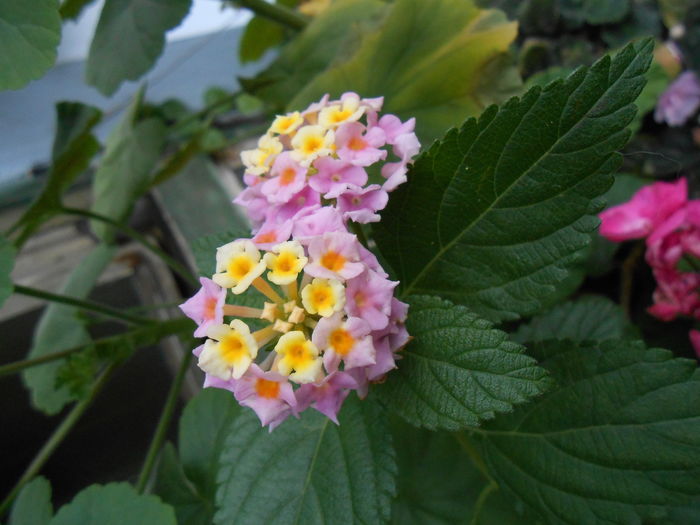 Lantana - Lantana de la Kerkyra