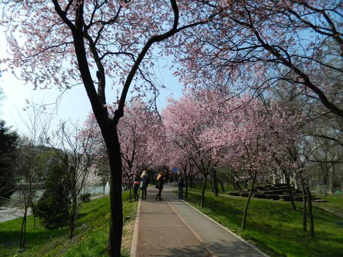 DSCN1819 - 2016 TIMISOARA_PRIMAVARA