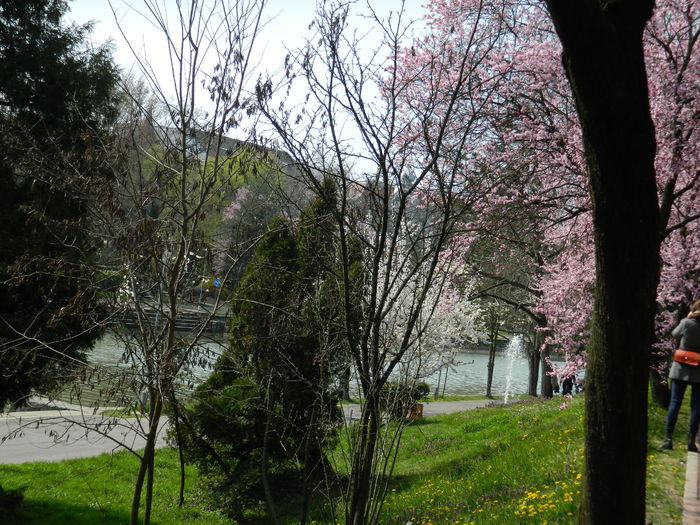 DSCN1821 - 2016 TIMISOARA_PRIMAVARA