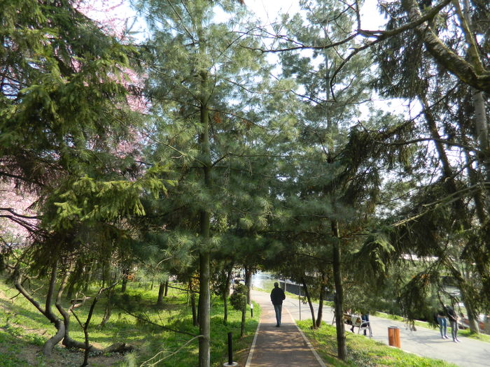 DSCN1826 - 2016 TIMISOARA_PRIMAVARA