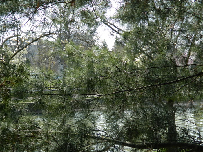 DSCN1836 - 2016 TIMISOARA_PRIMAVARA