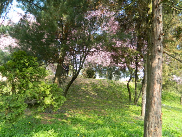 DSCN1839 - 2016 TIMISOARA_PRIMAVARA