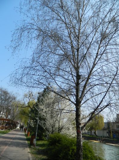 DSCN1847 - 2016 TIMISOARA_PRIMAVARA