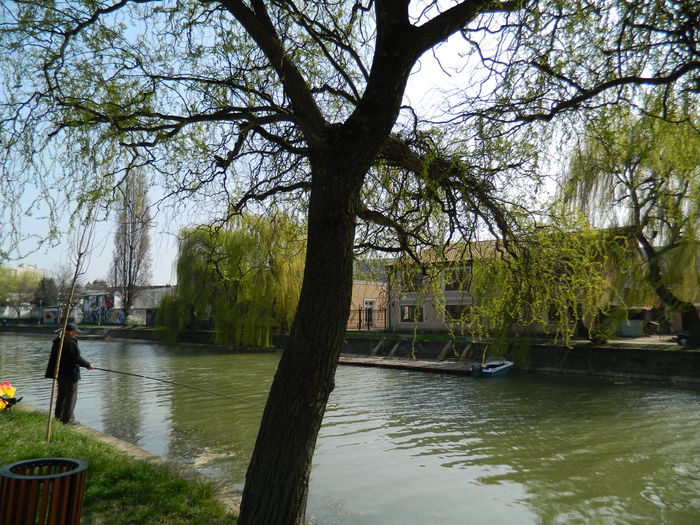 DSCN1865 - 2016 TIMISOARA_PRIMAVARA