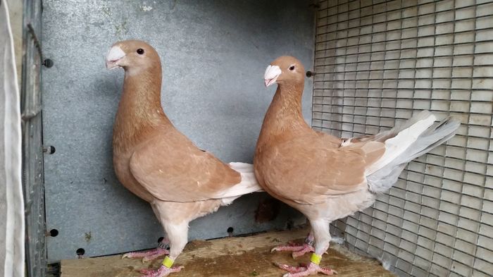 Per. 4  M2014 F2014 - Voiajori Germani de Frumusete