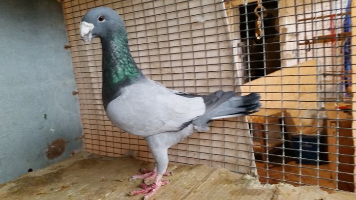 M 2014  Ro - Voiajori Germani de Frumusete