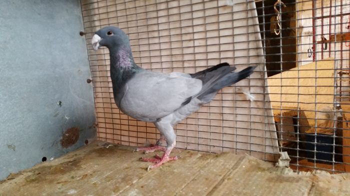 F 2014  D - Voiajori Germani de Frumusete