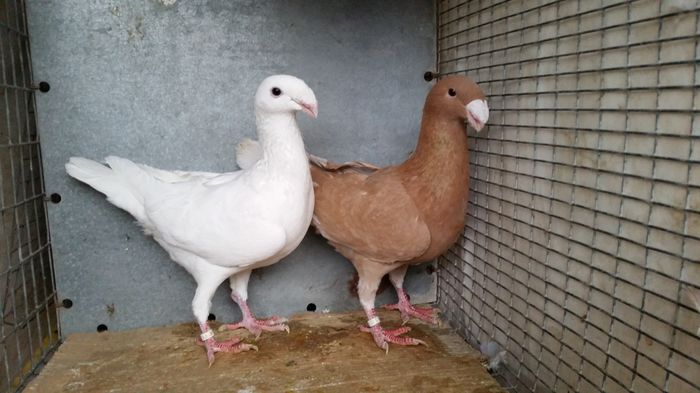 Per. 11 M2015 F2015 vanduti