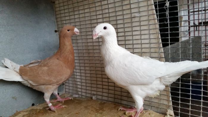 Per. 11 M2015 F2015 vanduti