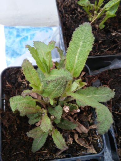 Salvia nemeosa Caradonna - 2 Achizitii plante perene