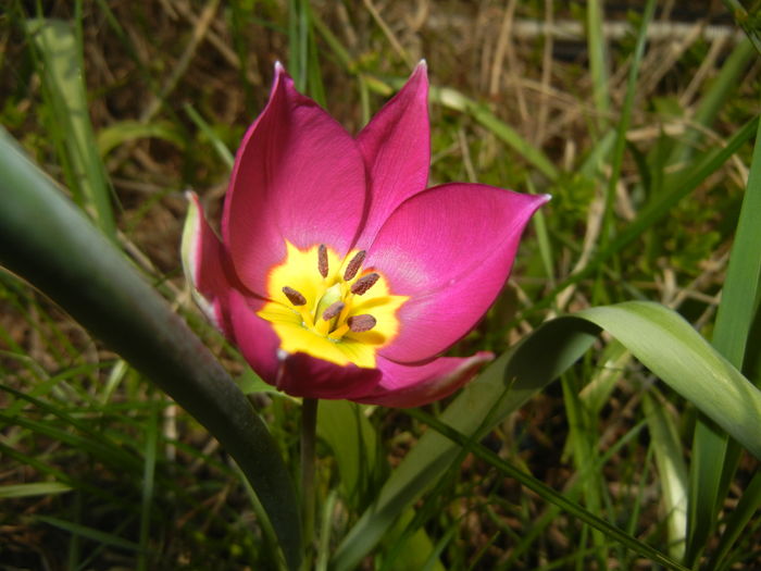 Tulipa Persian Pearl (2016, March 27) Tulipa Persian Pearl (2016, March 27)