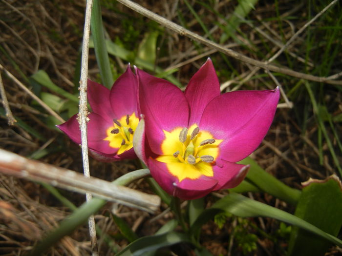 Tulipa Persian Pearl (2016, March 27) Tulipa Persian Pearl (2016, March 27)