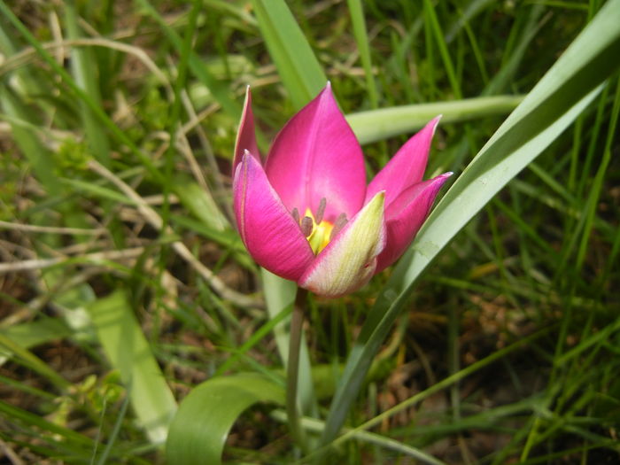 Tulipa Persian Pearl (2016, March 27) Tulipa Persian Pearl (2016, March 27)