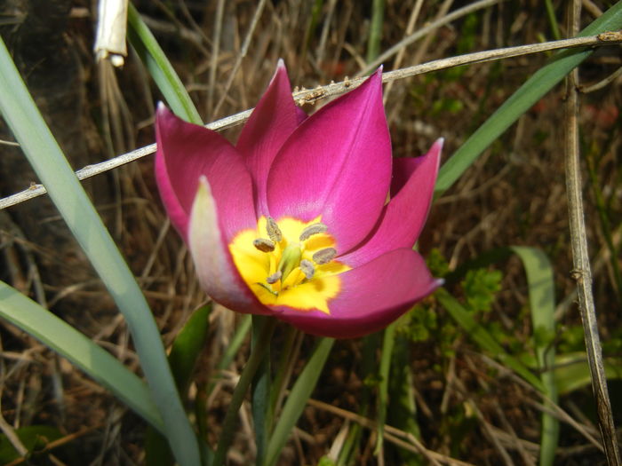 Tulipa Persian Pearl (2016, March 27) Tulipa Persian Pearl (2016, March 27)