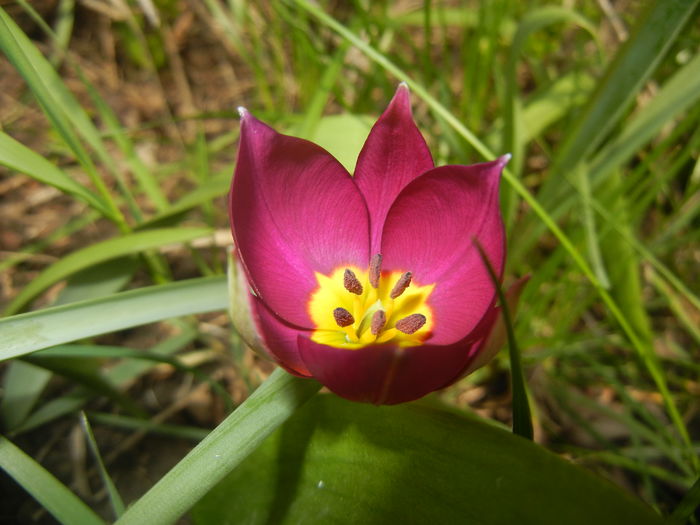Tulipa Persian Pearl (2016, March 27) - Tulipa Persian Pearl