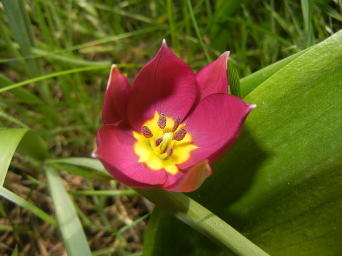 Tulipa Persian Pearl (2016, March 27) Tulipa Persian Pearl (2016, March 27)
