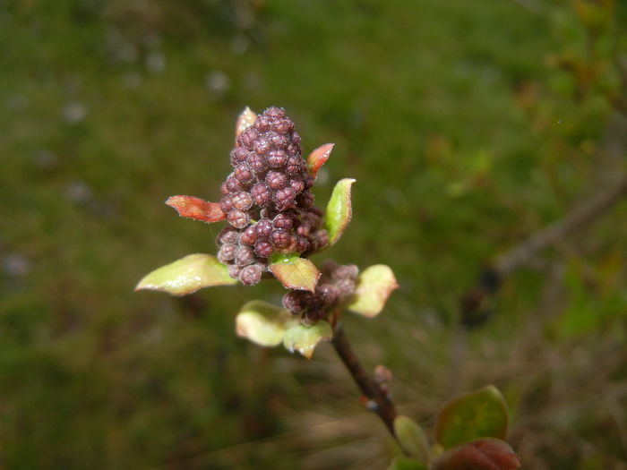 Lilac Ruhm von Horstenstein (`16,Mar.22)