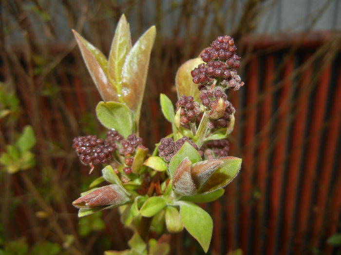 Syringa vulgaris_Lilac (2016, March 22)