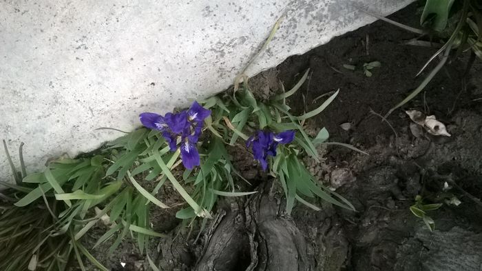 WP_20160328_003