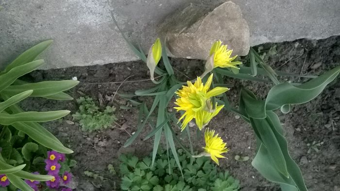 WP_20160328_004