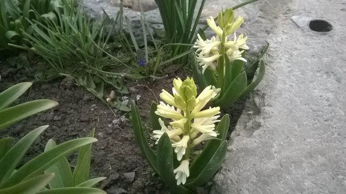 WP_20160328_009