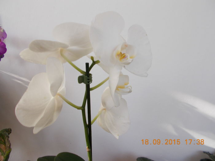 DSCN0107 - Orhidee