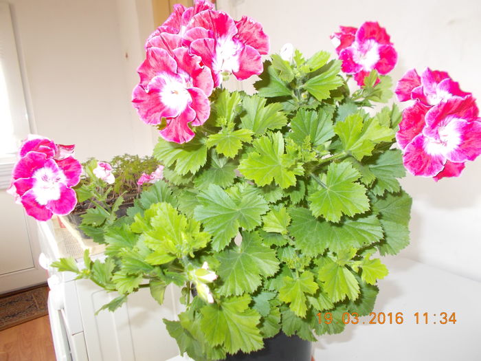 DSCN1173 - Flori de camera -2016