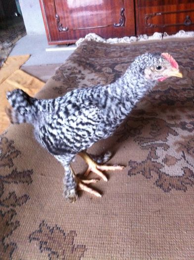 Cocos brahma hd cu gaina kabir - Metisi