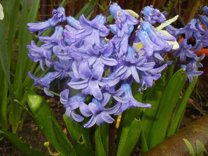 Hyacinth Delft Blue (2016, March 22)