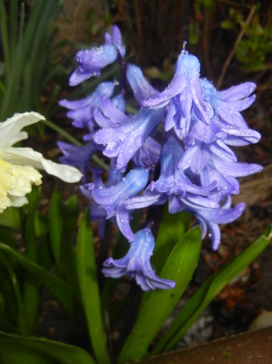 Hyacinth Delft Blue (2016, March 22)